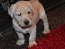 PoulaTo: Η KC καταχωρήθηκε Fox Red Labrador